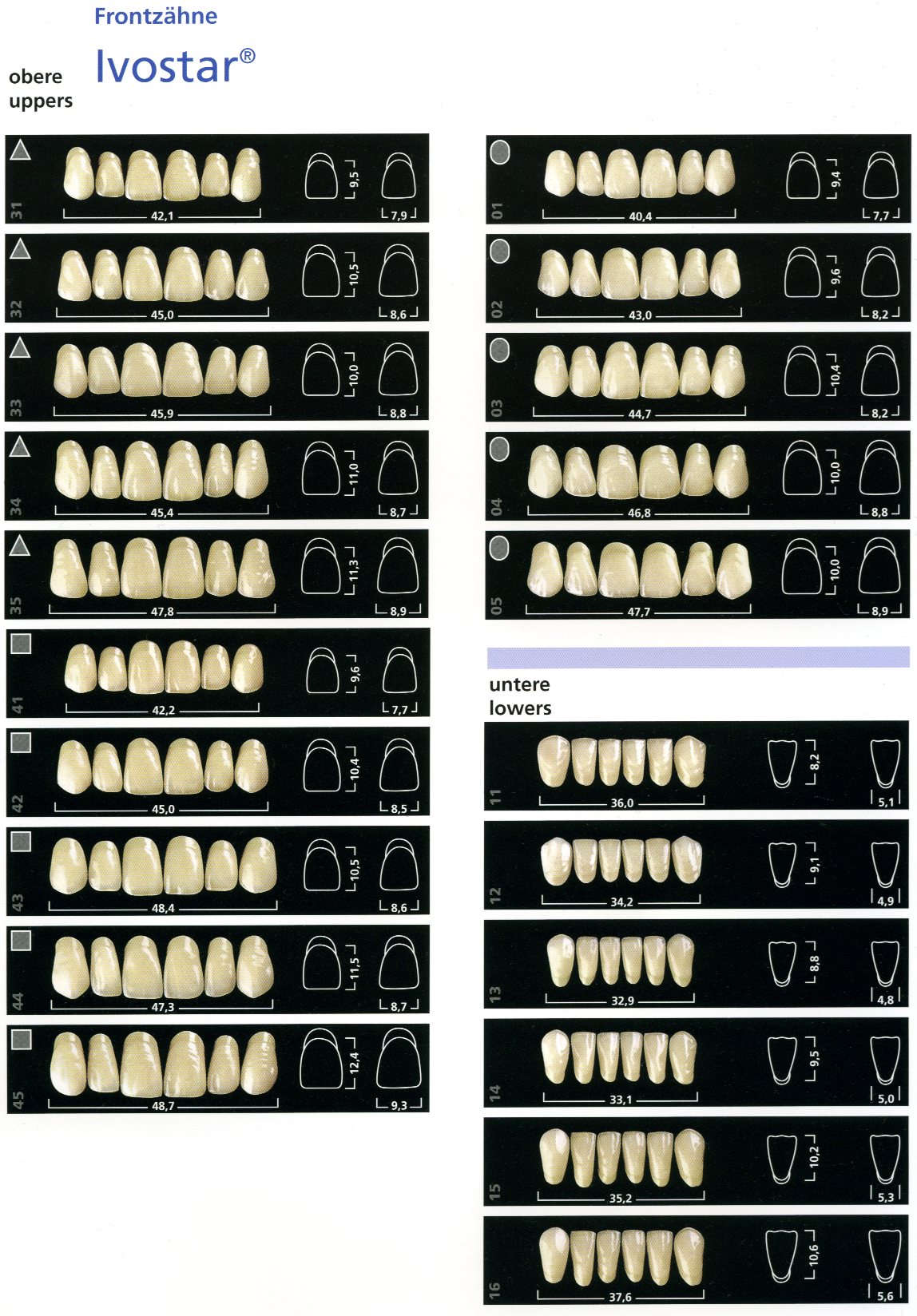 Размери Ивостар Гнатостар